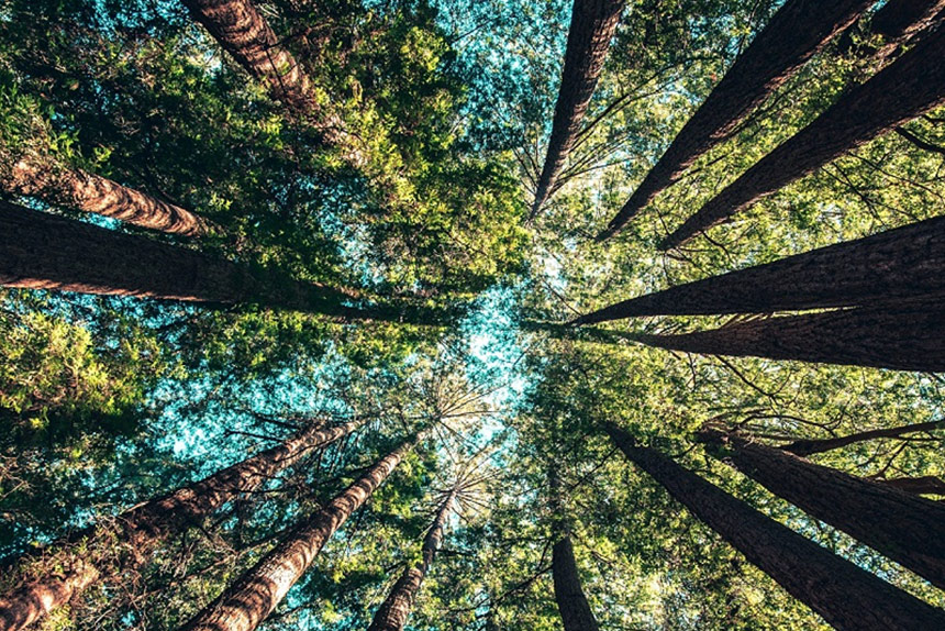 Perspective view of trees in the forest looking upward