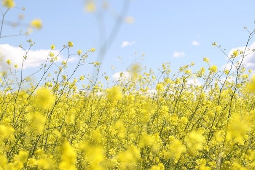 Field of yellow flowers against a blue sky