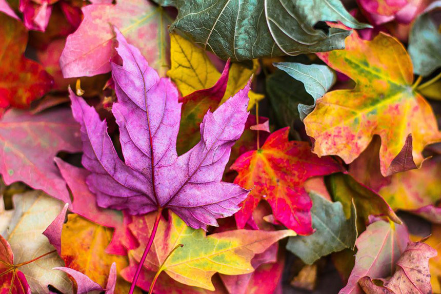 Photo of fall leaves