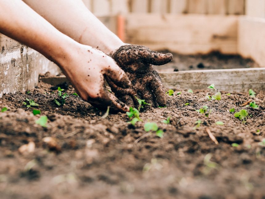 Hands tending garden.