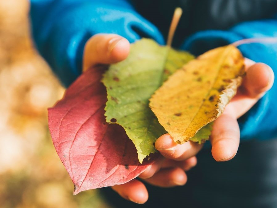 Hands holding leaves